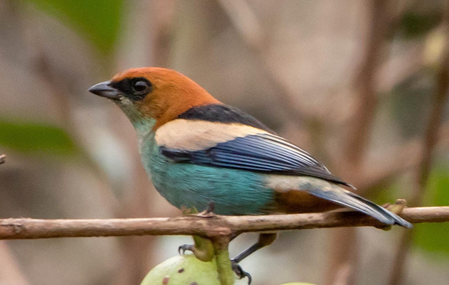 O Fascinante Mundo das Aves nos Canyons do Sul de Santa Catarina: Uma Entrevista com Juliani Dondossola