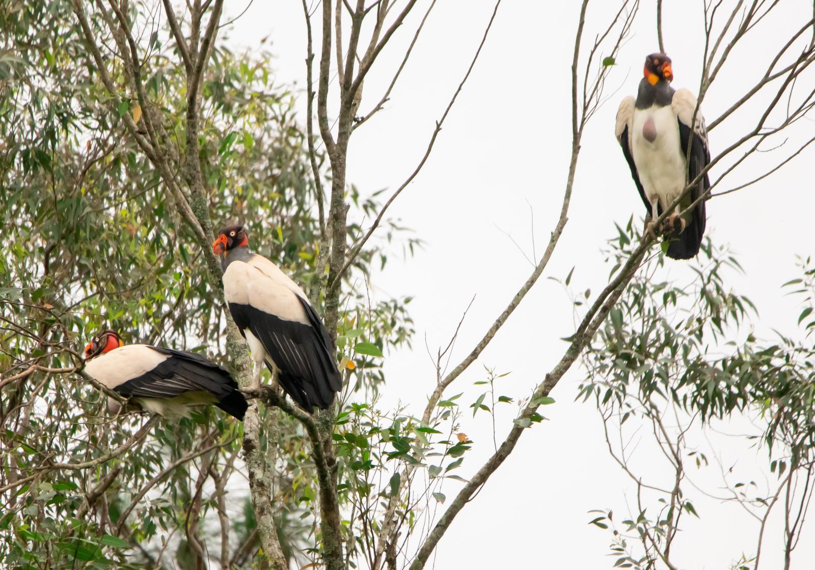 O Fascinante Mundo das Aves nos Canyons do Sul de Santa Catarina: Uma Entrevista com Juliani Dondossola