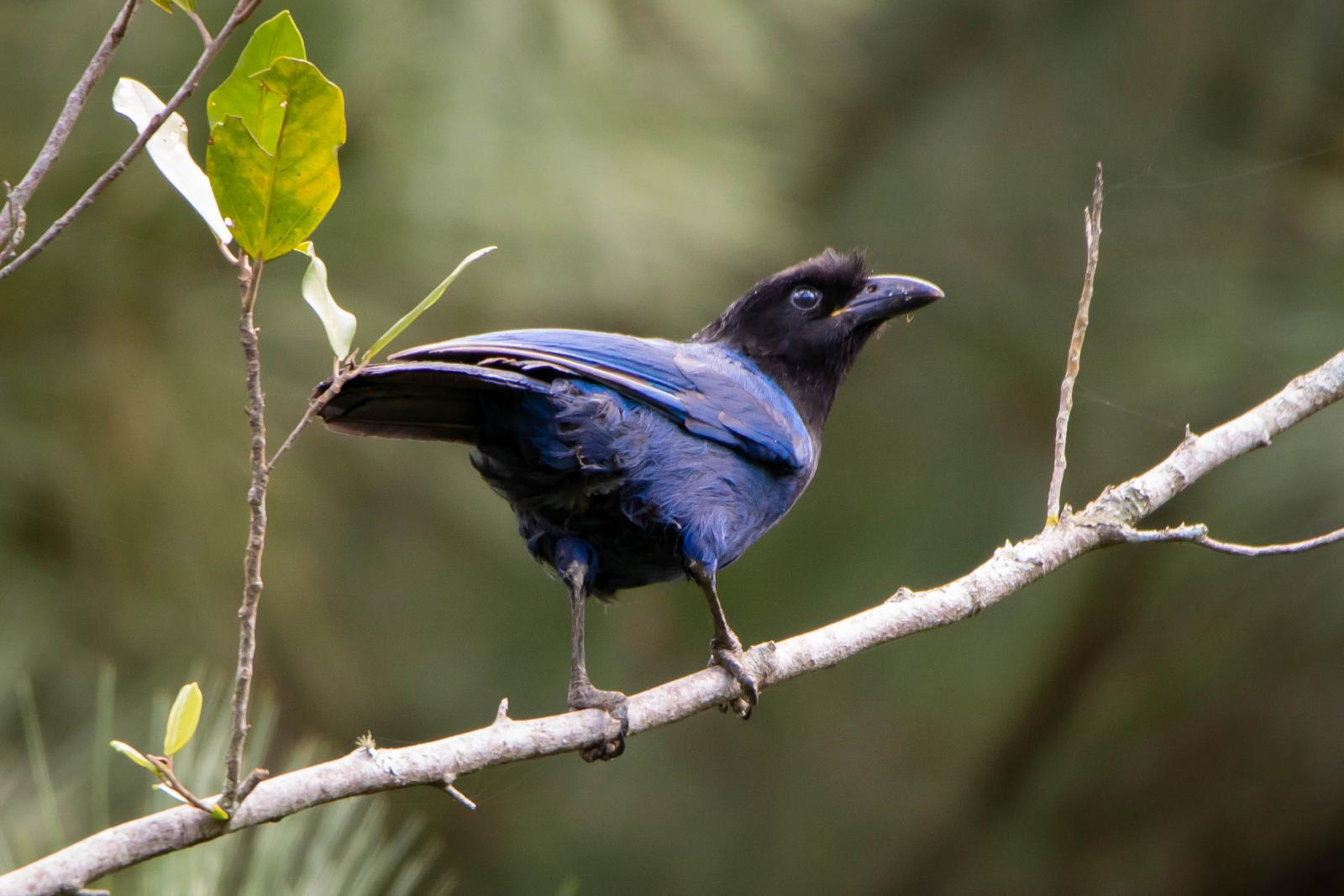 O Fascinante Mundo das Aves nos Canyons do Sul de Santa Catarina: Uma Entrevista com Juliani Dondossola