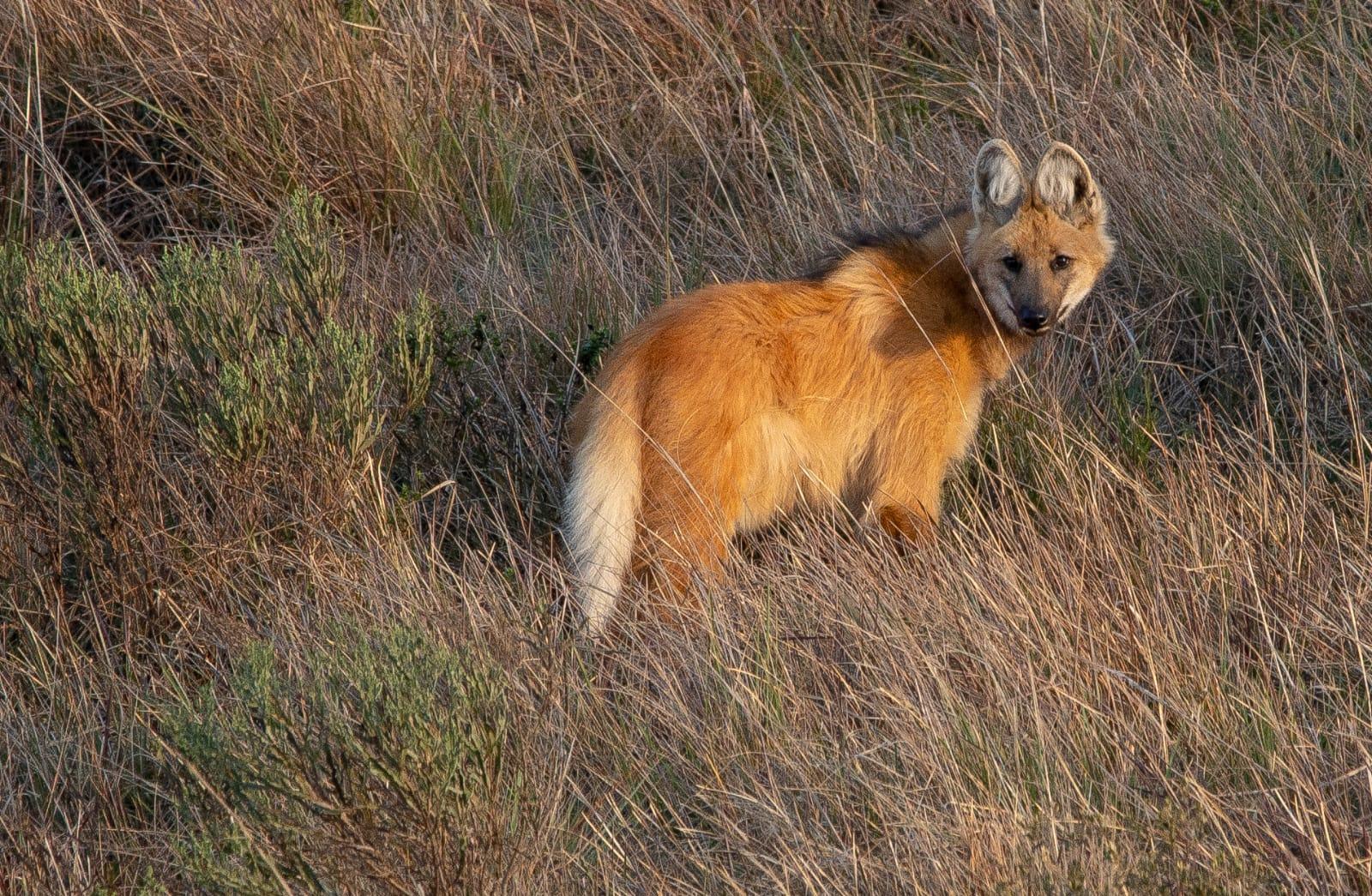 Mamíferos da Serra do Faxinal: Diversidade e Conservação no Sul da Mata Atlântica