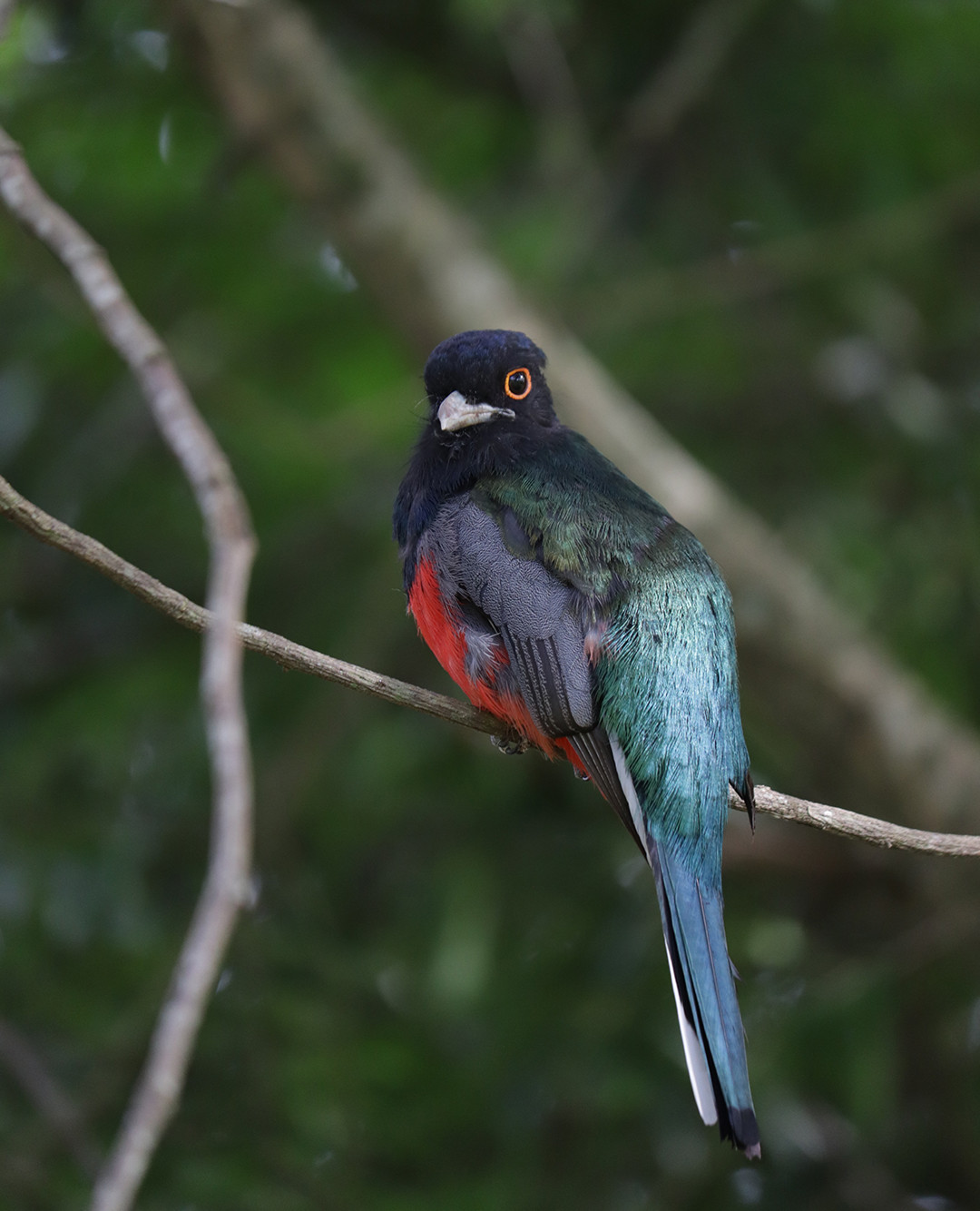 Observação de Aves nos Canyons de Santa Catarina